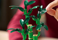 Lucky Bamboo (325+pcs)