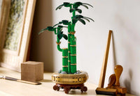 Lucky Bamboo (325+pcs)