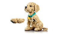 Golden Retriever Puppy (2102+pcs)